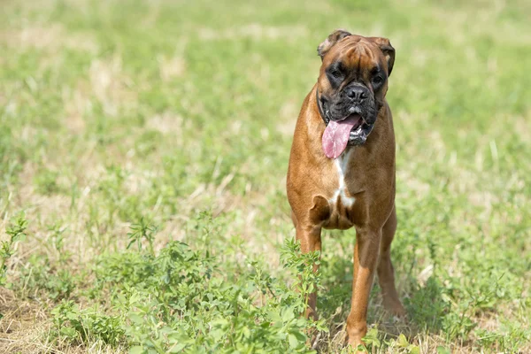 Boxer isolado cachorro jovem cão enquanto saltando na grama verde — Fotografia de Stock