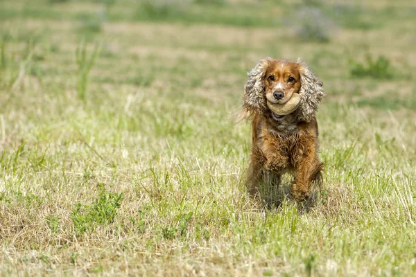 Boldog kutya angol cocker spániel-hoz ön futás közben — Stock Fotó