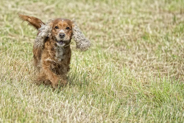 Happy Dog English cocker spanche while run to you — стоковое фото