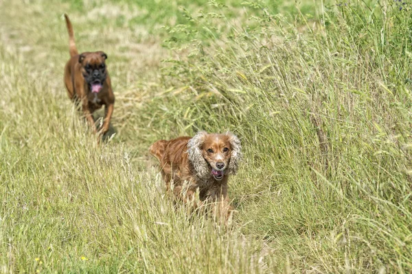 Perros mientras pelean en la hierba — Foto de Stock