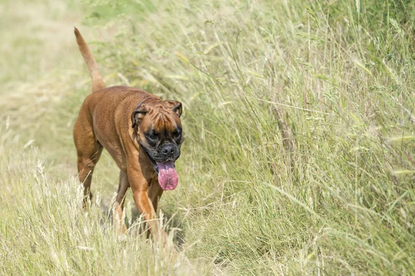 Boxer isolado cachorro jovem cão enquanto saltando na grama verde — Fotografia de Stock