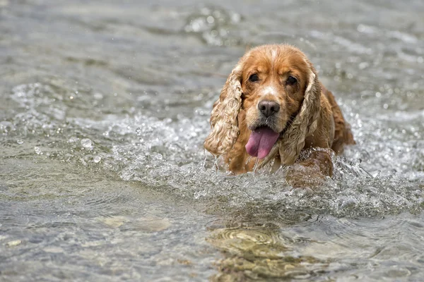 Happy Dog English cocker spaniel while running to you — Stock Photo, Image