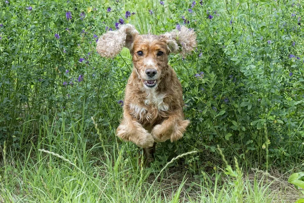 Happy Dog Inglês cocker spaniel enquanto corre para você — Fotografia de Stock