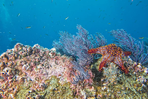 Zeesterren in een kleurrijke onderwater landschap rif — Stockfoto