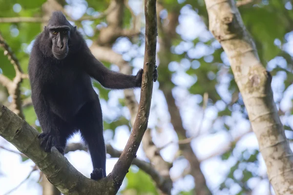 Macaco negro crestado mientras te mira en el bosque —  Fotos de Stock