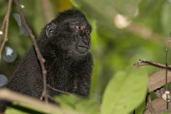 Macaco negro crestado mientras te mira en el bosque — Foto de Stock