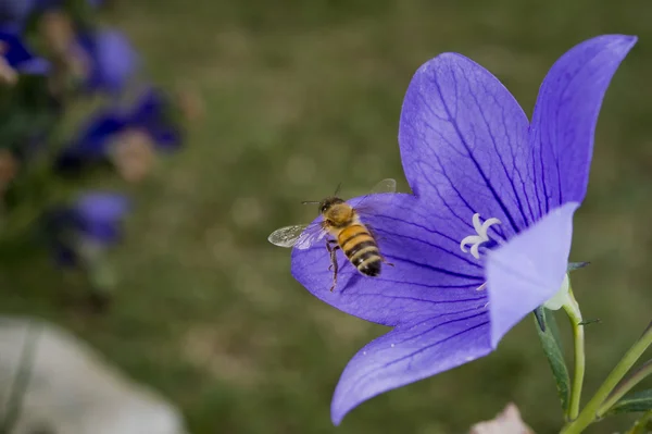 Bee flying to you from flower — Stock Photo, Image
