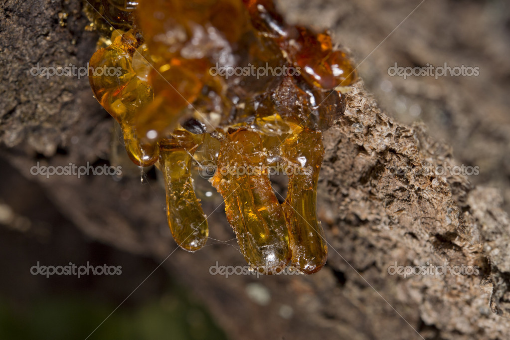 Tree natural resin Stock Photo by ©izanbar 50252179