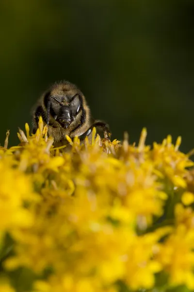 Abeille tout en suçant le pollen — Photo