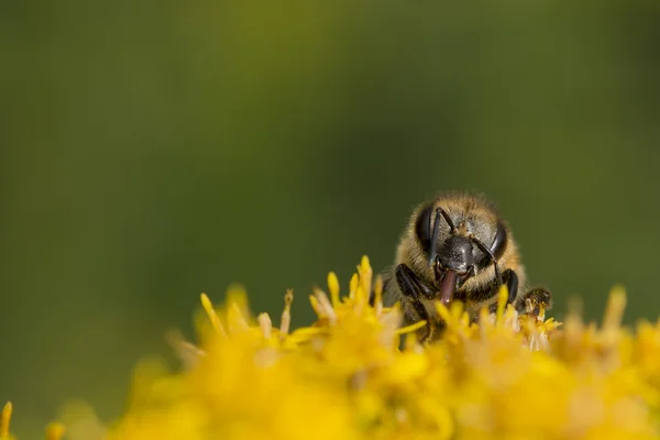 Μέλισσα, ενώ το πιπίλισμα γύρη — Φωτογραφία Αρχείου