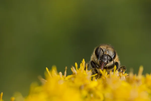 Abeja mientras chupa polen — Foto de Stock