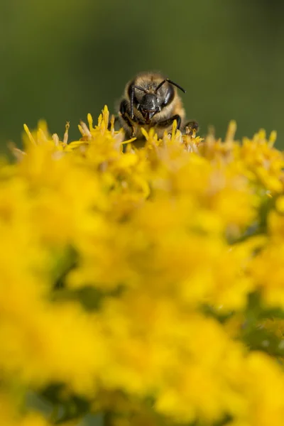 Пчела при сосании пыльцы — стоковое фото