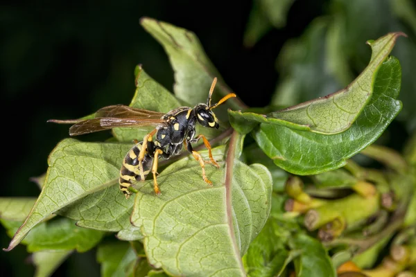 Wasp looking at you on green leaf — Stock Photo, Image
