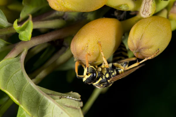 Wasp looking at you on green leaf — Stock Photo, Image