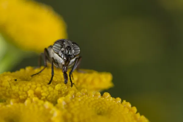 花粉をしゃぶりながら、緑色のハエ — ストック写真