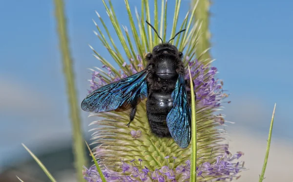Svart hornet medan sugande pollen — Stockfoto