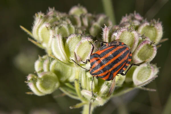 Red and black beatle insects — Stock Photo, Image