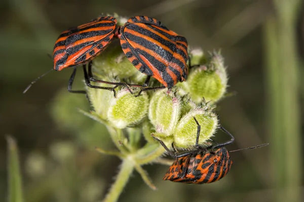 Insectos beatle rojos y negros — Foto de Stock