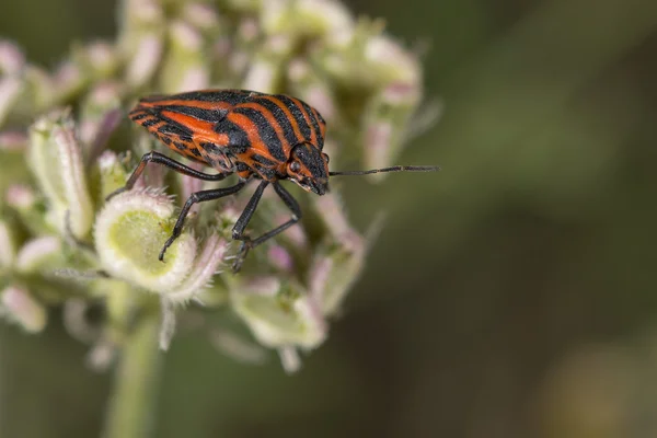 Red and black beatle insects — Stock Photo, Image