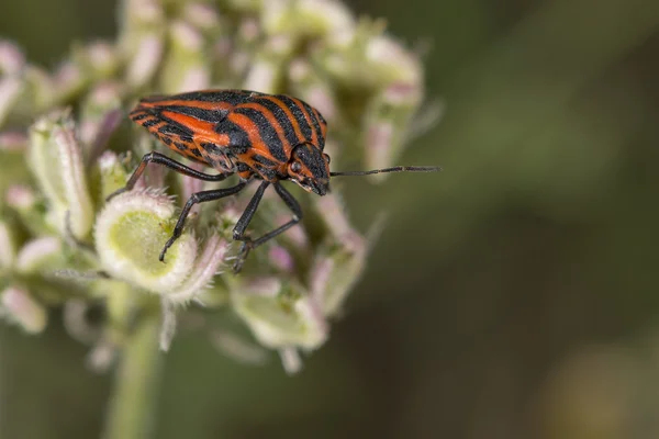 Röda och svarta beatle insekter — Stockfoto