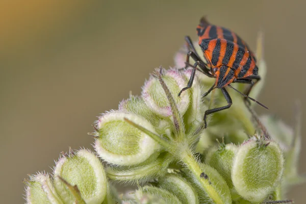 Red and black beatle insects — Stock Photo, Image
