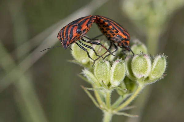 Röda och svarta beatle insekter — Stockfoto