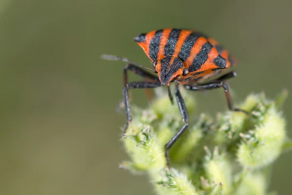 Röda och svarta beatle insekter — Stockfoto