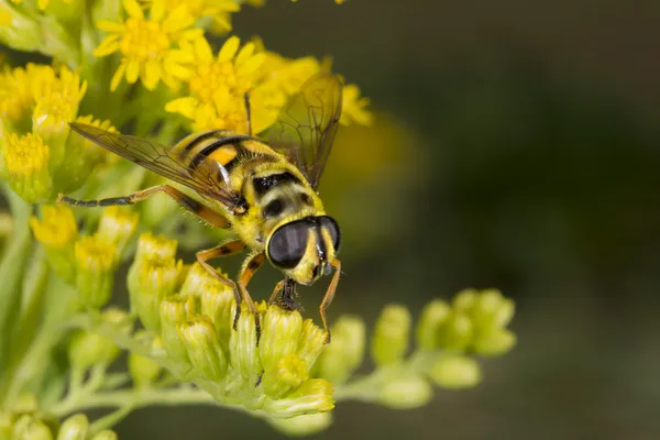 Bee while sucking pollen — Stock Photo, Image