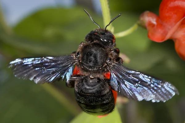 Black hornet while sucking pollen — Stock Photo, Image