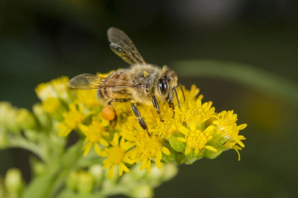 Biene beim Pollensaugen — Stockfoto