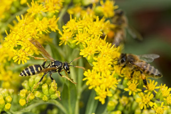 Wasp looking at you on green leaf — Stock Photo, Image