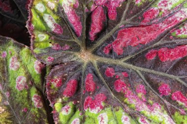 yaprak doku arka plan