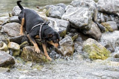 pincher oynayan köpek