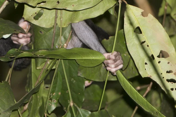 Detalhe mão macaco preto crista enquanto segurando um galho de árvore — Fotografia de Stock