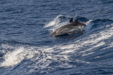 Çizgili yunus denizin dışına atlıyor.