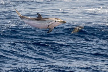 Çizgili yunus denizin dışına atlıyor.