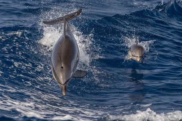 Bebé Feliz Delfín Rayado Saltando Fuera Del Mar Atardecer Con —  Fotos de Stock