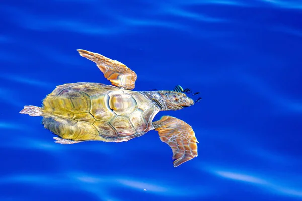 Bebek Yeni Doğmuş Karetta Kaplumbağa Akdeniz Nefes Almak Için Deniz — Stok fotoğraf
