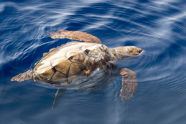 Kraby Tyłu Żółwia Caretta Blisko Powierzchni Morza Oddychania Basenie Morza — Zdjęcie stockowe