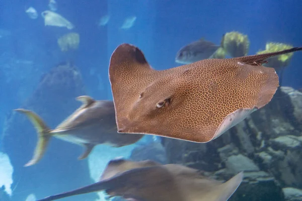 Sting Ray Onderwater Close Portret Het Blauw — Stockfoto