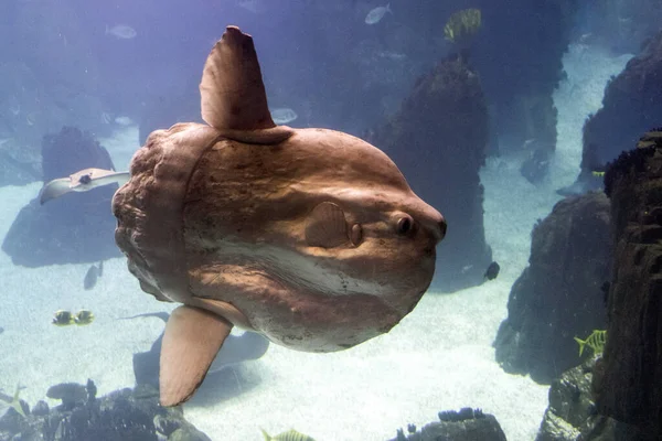 Sonnenbarsch Unter Wasser Nahaufnahme Portrait Ansicht — Stockfoto