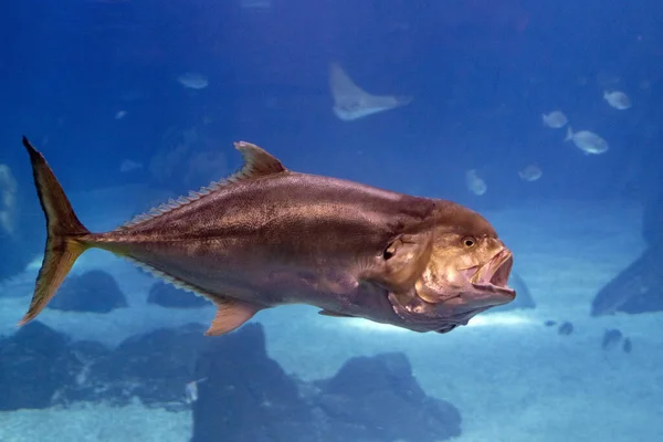 マグロは水中で口を開けて食べる — ストック写真