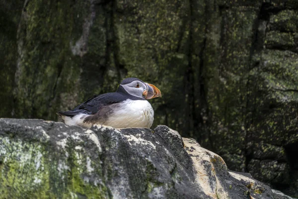 黒で隔離された崖の岩の上に巣の中で休んでいる大西洋の海洋パフィン鳥 — ストック写真