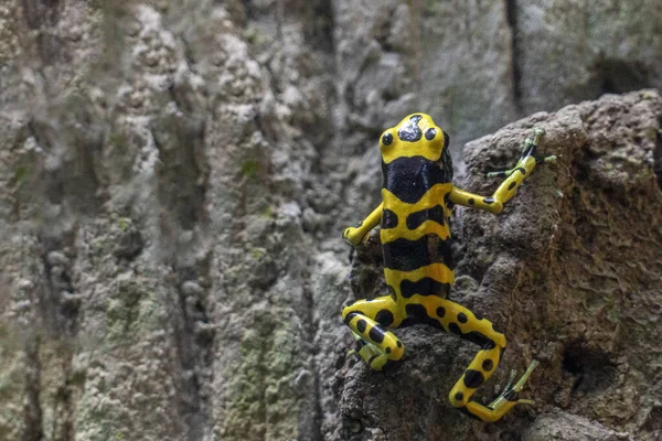 Yellow Banded Poison Dart Frog Retrato — Fotografia de Stock
