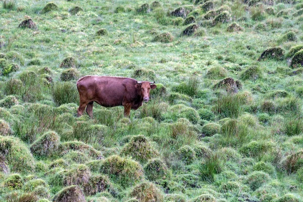 Azores Pico Eiland Koe Portret Gren Gras Achtergrond — Stockfoto