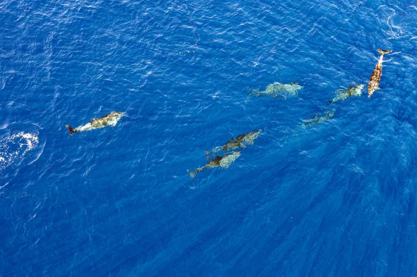 Delfines Mulares Vista Aérea Drones Del Océano Azul —  Fotos de Stock