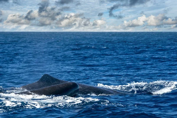Baleia Espermática Oceano Atlântico Perto — Fotografia de Stock