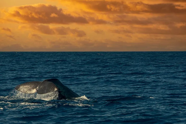 Sperma Wieloryb Oceanie Atlantyckim Blisko Zachodzie Słońca — Zdjęcie stockowe