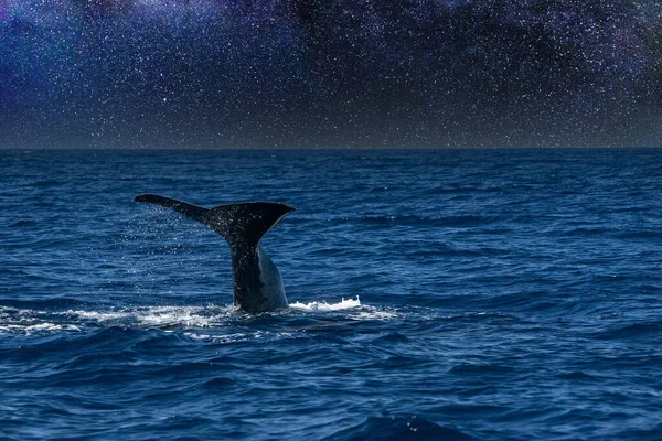 Ballena Espermática Océano Atlántico Cerca Estrellas Noche Fondo —  Fotos de Stock