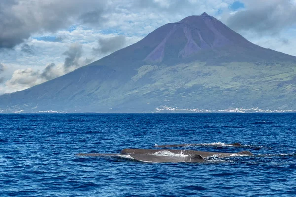 大西洋中的抹香鲸靠近皮科火山岛背景 — 图库照片